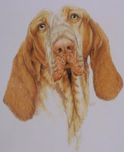 Bracco Italiano