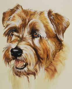 Norfolk Terrier