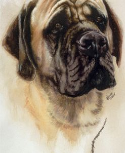 Mastiff