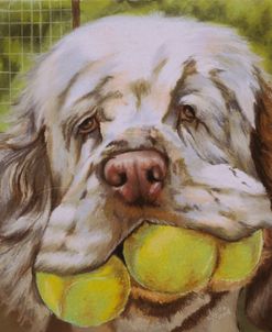 Clumber Spaniel