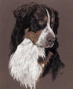 Bernese Mt. Dog