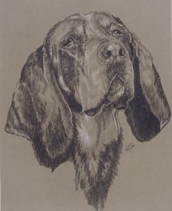 Blue Tick Hound