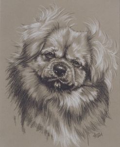 Tibetan Spaniel