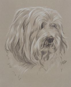 Havanese