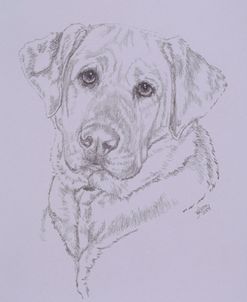 Labrador