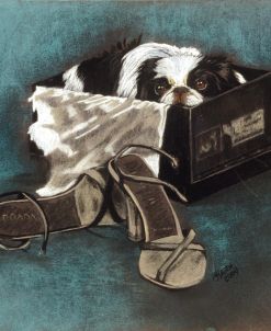 Japanese Chin