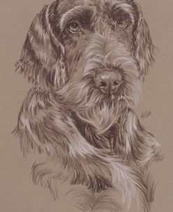 German Wirehaired Pointer