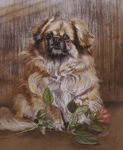 Tibetan Spaniel 1