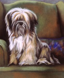 Tibetan Terrier