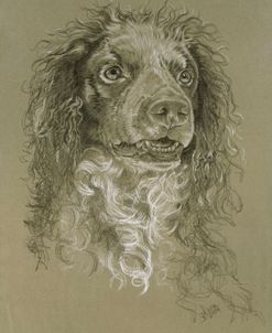 Point-Audemer Spaniel