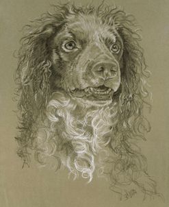 Point-Audemer Spaniel