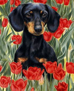 Dachshund In Tulips