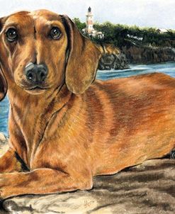 Dachshund In The Bay