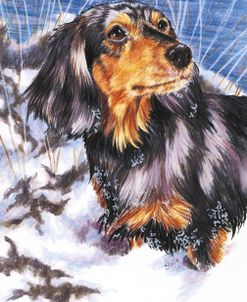 Dachshund In Snow