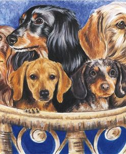 Dachshund In A Basket