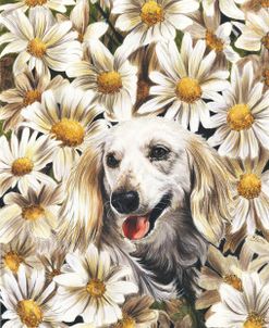 Dachshund In Daisies