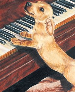 Dachshund Playing Piano