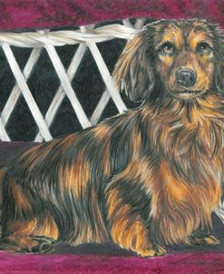 Dachshund In Wicker Chair