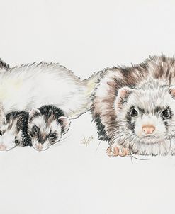 Family Of Ferrets