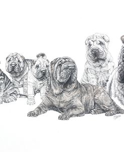 Growing Up Shar Pei