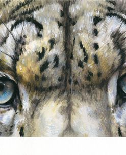 Eye-Catching Snow Leopard