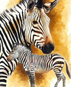 Mountain Zebra