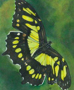 Malachite Butterfly