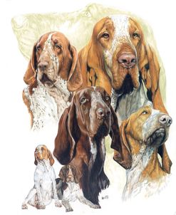 Bracco Italiano Hound