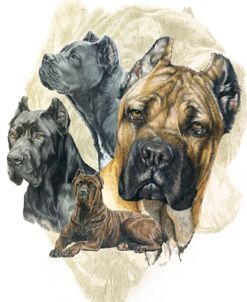 Cane Corso