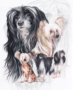 Chinese Crested 2