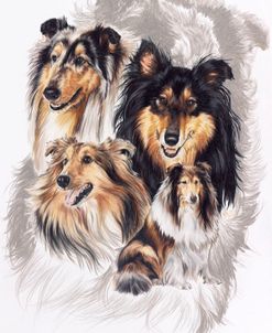 Collie