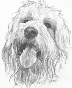 Goldendoodle