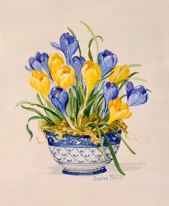 4545 Blue and White Porcelain Crocus