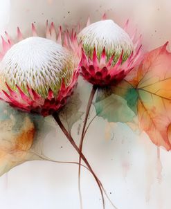 Protea Flowers Watercolor
