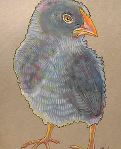 Gray Bird