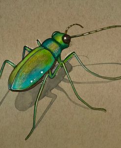 Green Beetle Walk