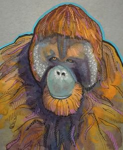 Orangutan