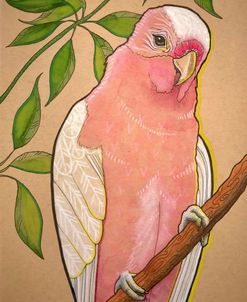 Pink Parrot