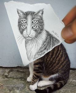 Pencil Vs Camera 6 – 4 Eyes Cat