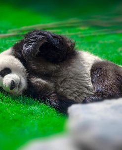Bamboo Right In My Stomach 2