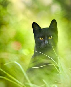 Black Cat