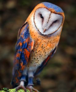 Cute Owl