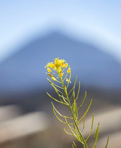 El Teide