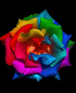 Multicolor Rose