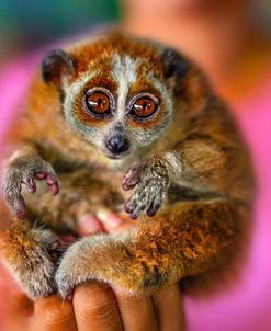 Slow Loris 2 – Thailand – 92