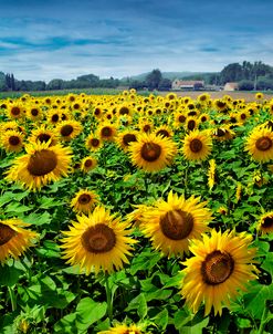 Turn Your Face to the Sun