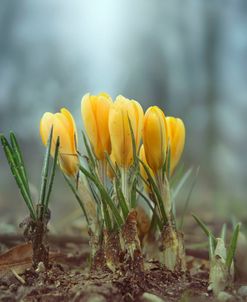 Crocuses