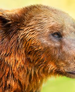 Cute Bear 2