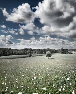 Meadow