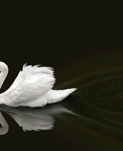 Swan Depths
